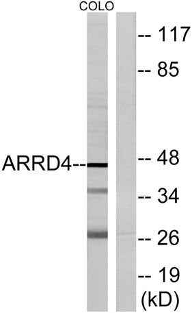 Arrdc4 rabbit pAb