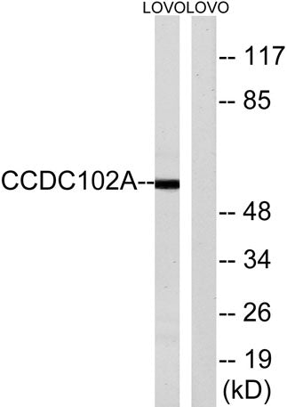 CCDC102A rabbit pAb