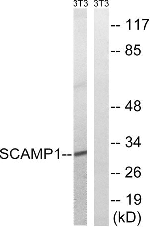 SCAMP1 rabbit pAb