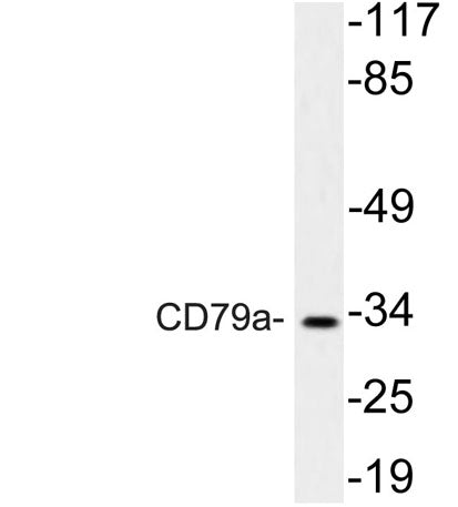 CD79a rabbit pAb