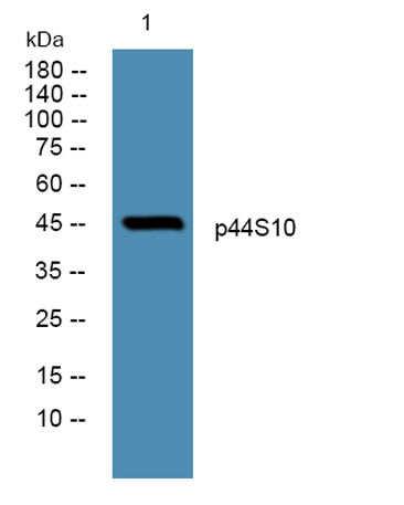 p44S10 rabbit pAb