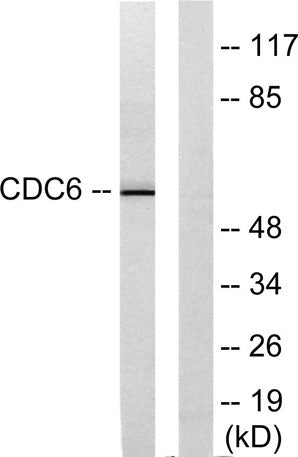 Cdc6 rabbit pAb
