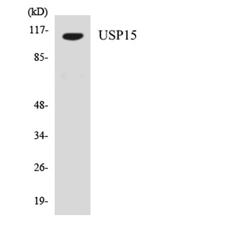 USP15 rabbit pAb
