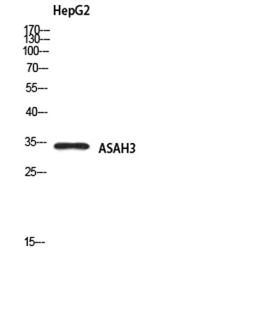 ASAH3 rabbit pAb