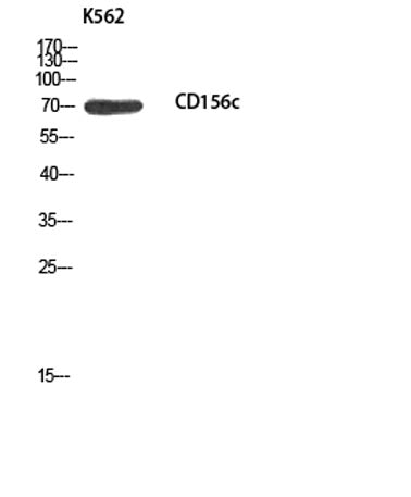 CD156c rabbit pAb