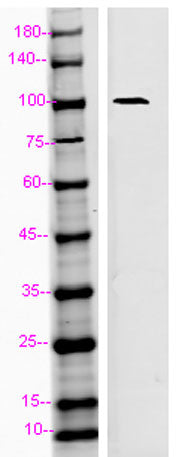 CD107b rabbit pAb