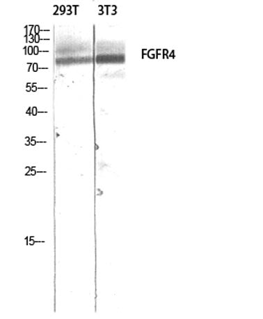 FGFR-4 rabbit pAb
