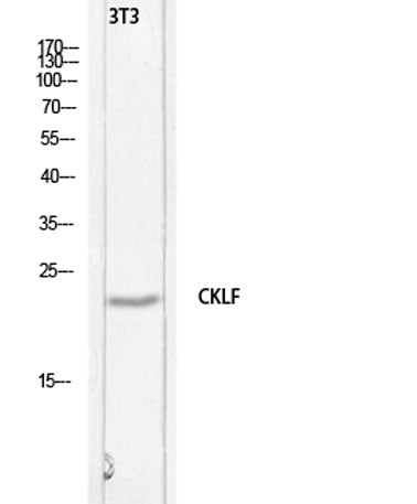 C32 rabbit pAb