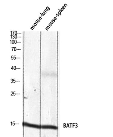 BATF3 rabbit pAb