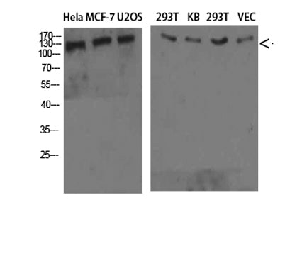 Collagen IV  rabbit pAb