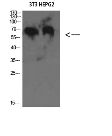 C8 β rabbit pAb