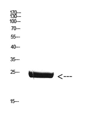 CSH1 rabbit pAb
