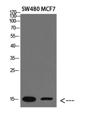 RPA14 rabbit pAb