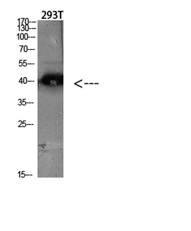 CKR-5 rabbit pAb