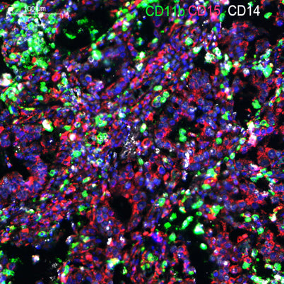 CD11b rabbit pAb
