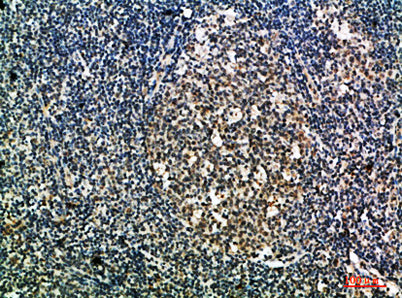 Integrin αX rabbit pAb