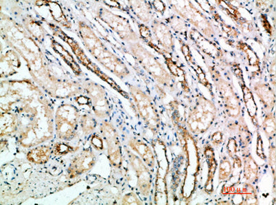 CD297 rabbit pAb