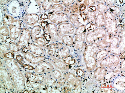 CD314 rabbit pAb