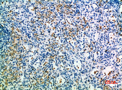 CD327 rabbit pAb