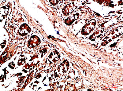 HLA-DQA1 rabbit pAb