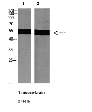 Tubulin α  rabbit pAb
