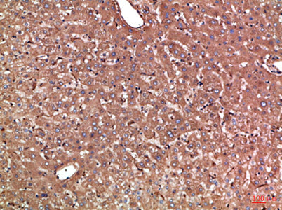 Haptoglobin rabbit pAb