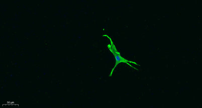 CD274 rabbit pAb