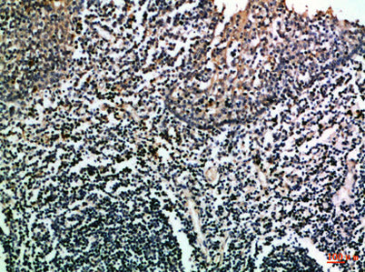 CD275 rabbit pAb