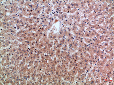 Epiregulin rabbit pAb