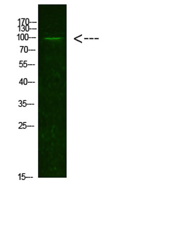 AR(Acetyl-K631) rabbit pAb