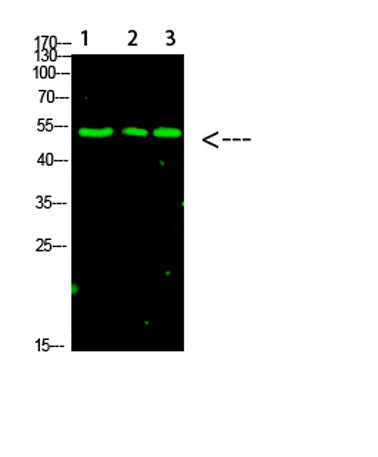 p53 (Acetyl-K120) rabbit pAb