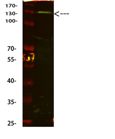 CD31 rabbit pAb