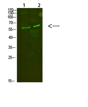 C8 α rabbit pAb