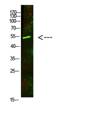AVPR1A rabbit pAb
