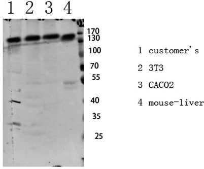 IGF1R (Phospho-Tyr1161) Rabbit pAb