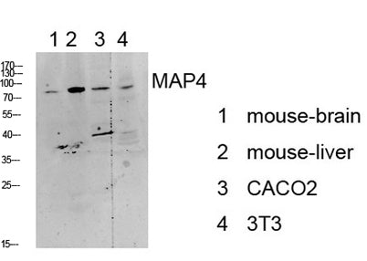 MAP4 rabbit pAb