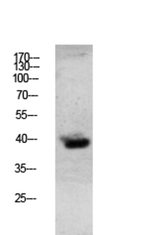 Granzyme B rabbit pAb