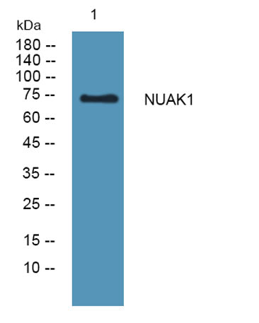 NUAK1 rabbit pAb