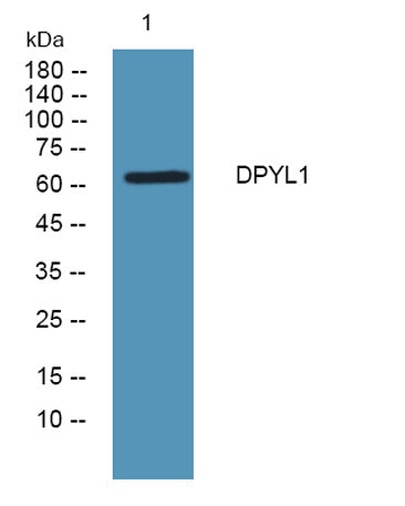 DPYL1 rabbit pAb