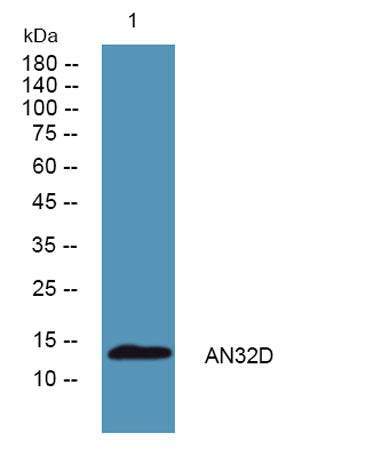 AN32D rabbit pAb