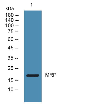 MRP rabbit pAb