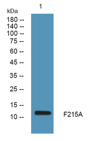 F215A rabbit pAb