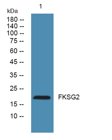 FKSG2 rabbit pAb