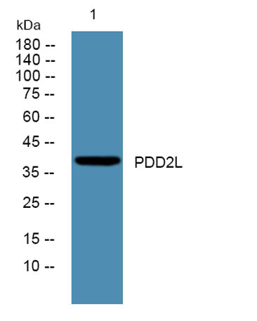 PDD2L rabbit pAb