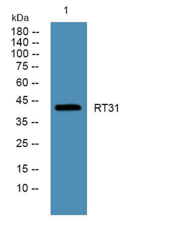 RT31 rabbit pAb