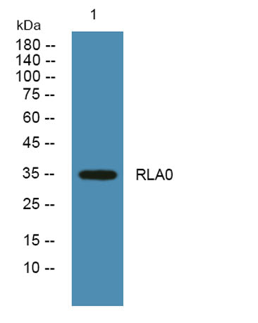 RLA0 rabbit pAb