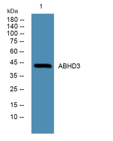 ABHD3 rabbit pAb