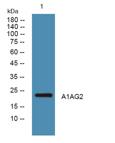 A1AG2 rabbit pAb