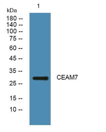 CEAM7 rabbit pAb