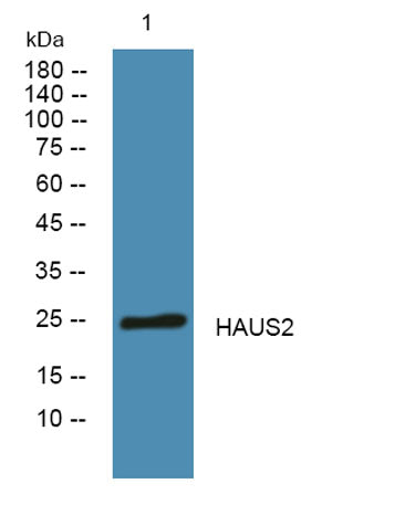HAUS2 rabbit pAb